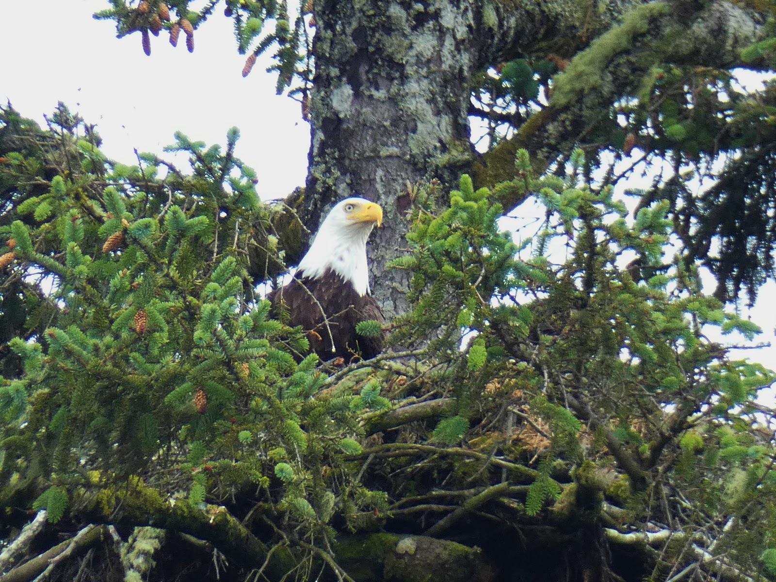 Geotripper's California Birds: Bald Eagles Nesting at Neah Bay, Washington