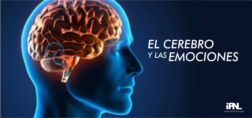 El Cerebro Y Las Emociones Instituto De Pnl Del Uruguay