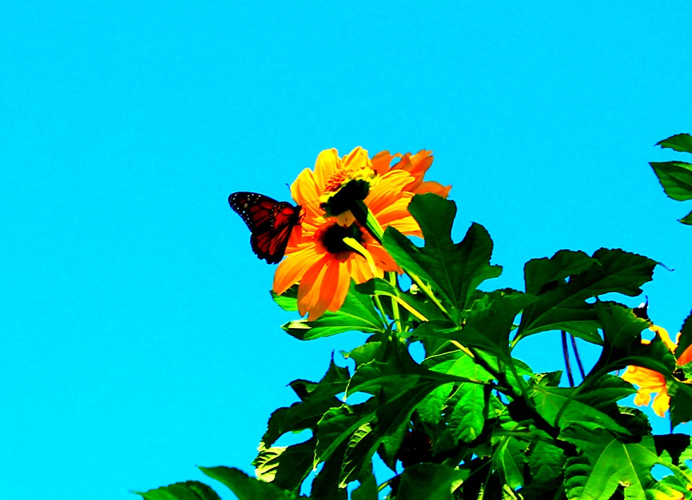 Pictures & Pawprints Butterfly in the sky...