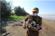 Diduga Minyak Mentah Berbentuk Gumpalan Mencemari Pantai kawasan Indramayu