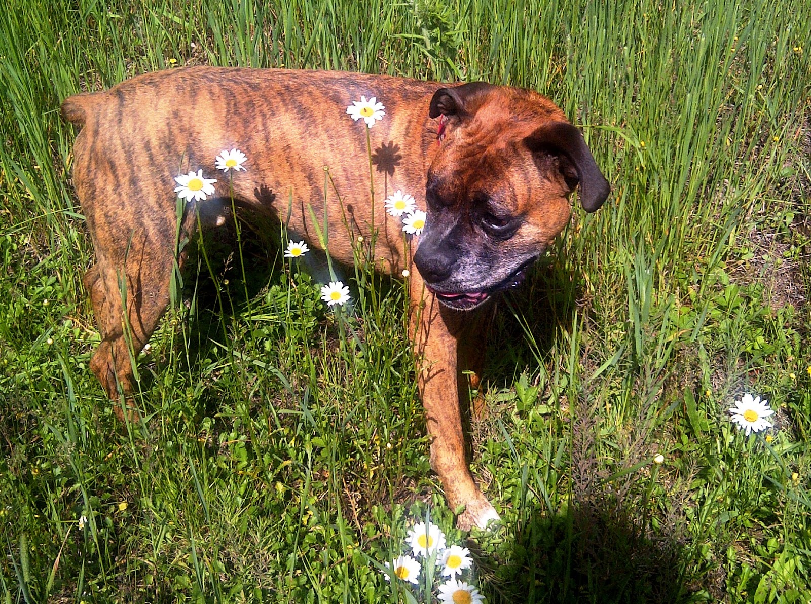 Omega3, Omega6 Fatty Acids for Dogs, Cats Health Benefits, Best