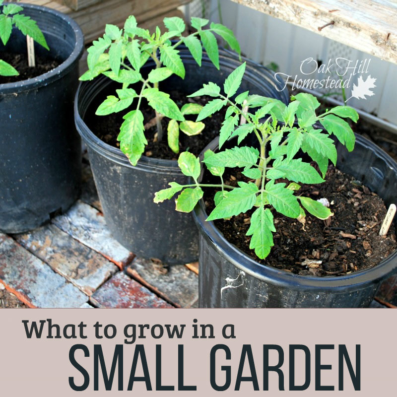 What Vegetables Can You Grow In A Tiny Garden Oak Hill Homestead