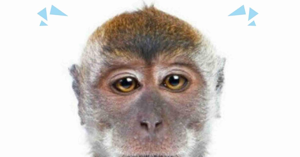 √ Kumpulan Meme Lucu Banget Buat Komen Facebook - Gambar Lucu Terbaru