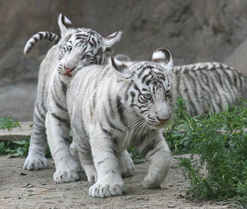 one pic cute white tiger cubs