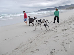South African couple walking their "Great Danes" on Grotto Beach.