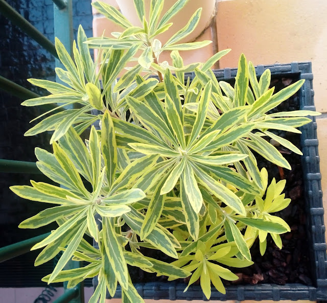 Euphorbia x martinii "Ascot Rainbow".