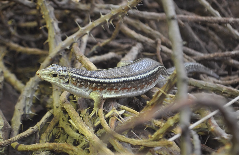 ZOOTOGRAFIANDO (6.096 ANIMALS) LAGARTO PLATEADO DE KARSTEN / KARSTEN´S