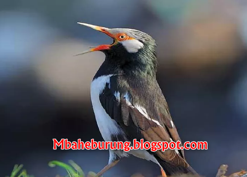 Suara Burung Jalak Suren Gacor Ngamuk Juara Nasional Youtube