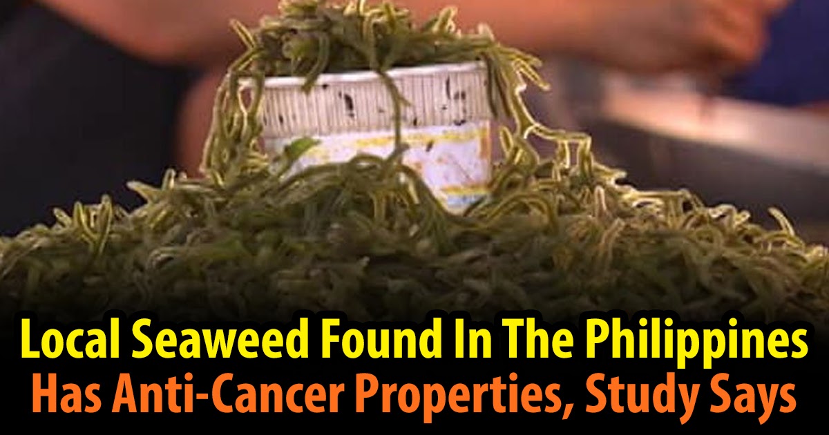Local Seaweed Found In The Philippines Has AntiCancer Properties