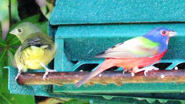 Painted Buntings Return, Squirrels, Thrashers, Catbirds and Mockingbirds