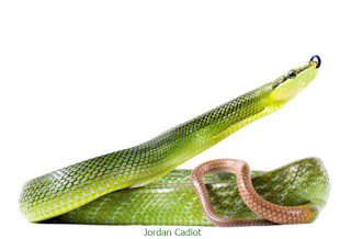ular hijau terbesar, ular hijau terbesar di dunia, ular hijau tidak beracun, ular hijau tua, ular hijau terang, ular tedung hijau, ular tampar hijau, ular hijau ular putih, ular hijau dan ular putih, ular hijau viper, ular viper hijau ekor merah, ular hijau high venom