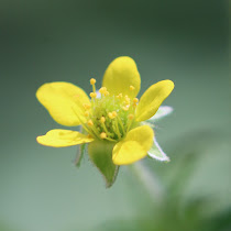 http://wild-flowers-of-europe.blogspot.nl/2015/07/geum-urbanum.html