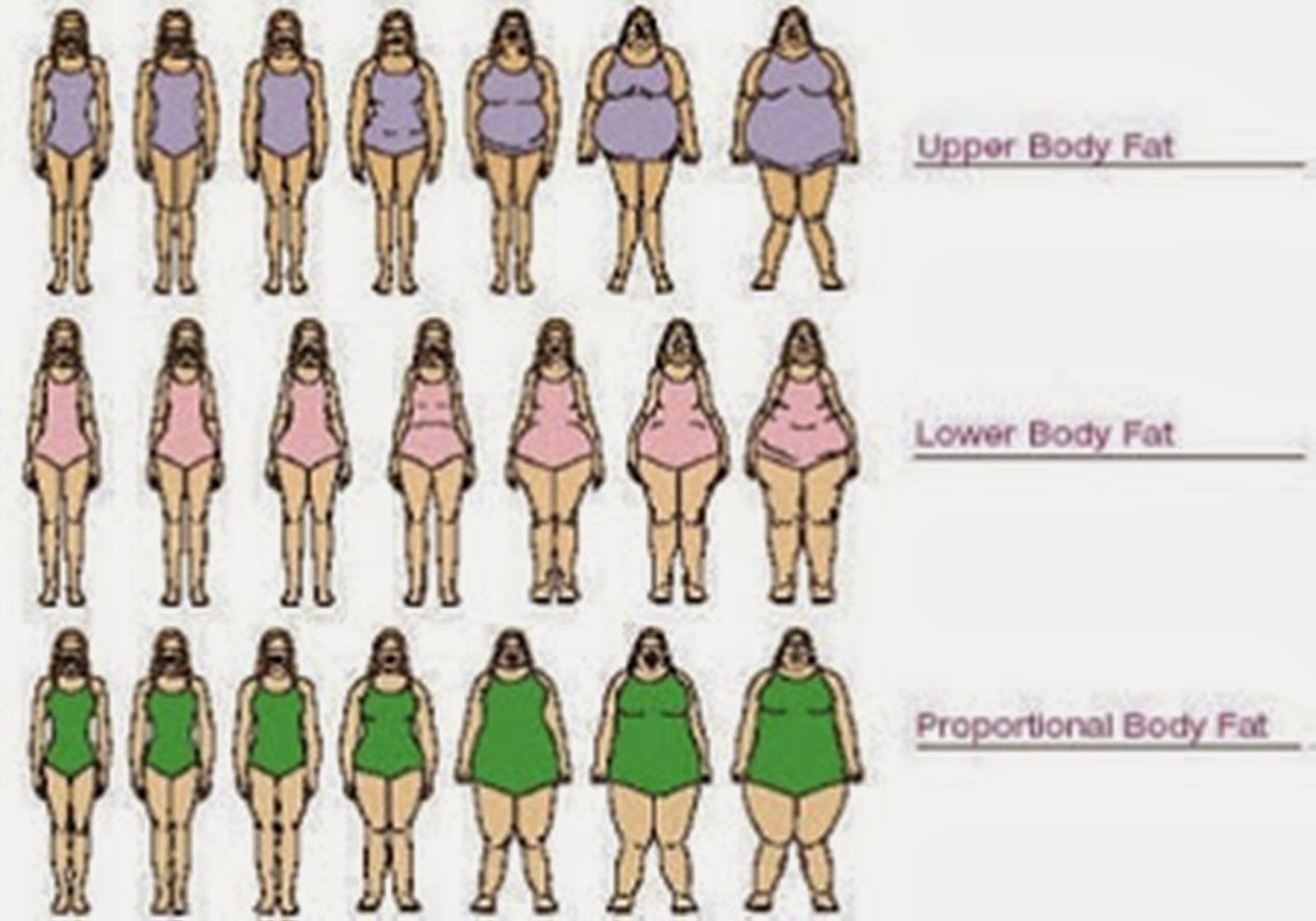 Women's Body Types Chart
