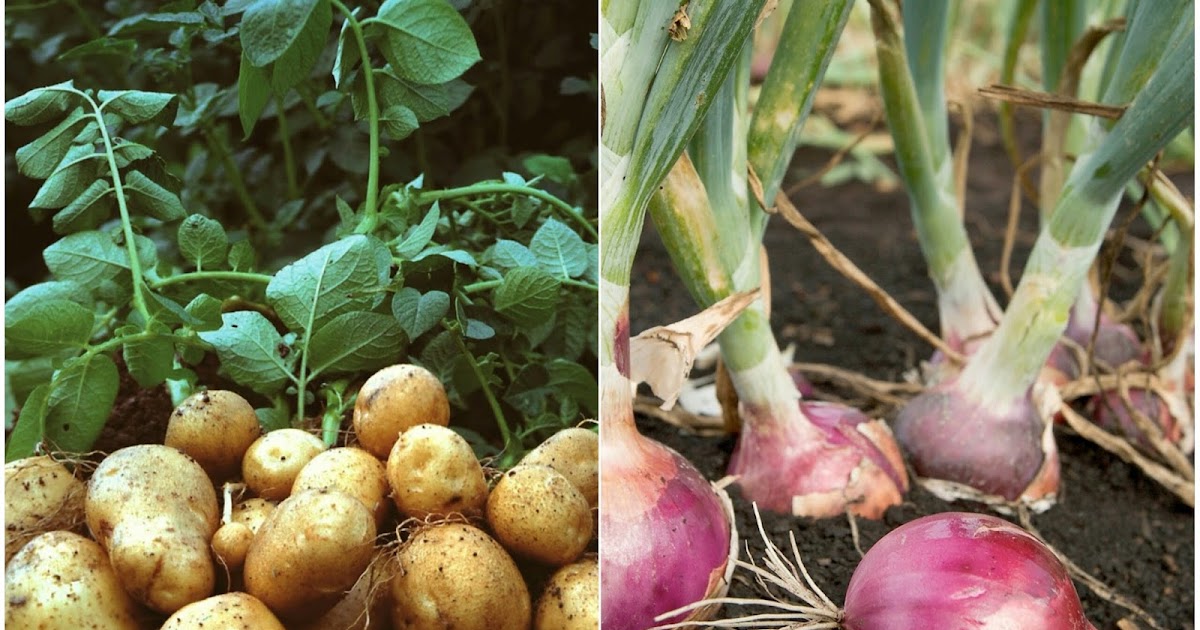 Pras Academy Sd Perkembangbiakan Vegetatif Alami Pada Tumbuhan