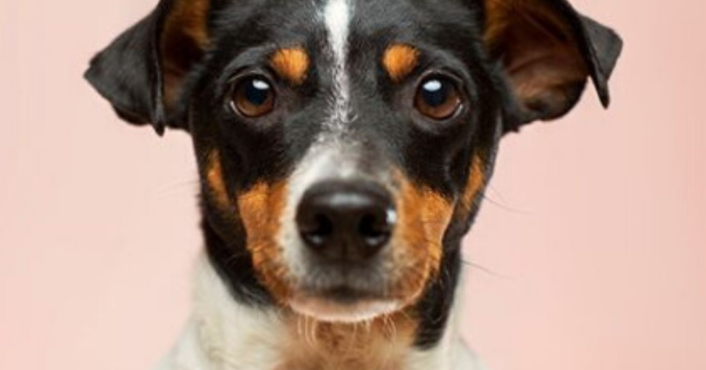 How to Solve Your Dog's Fear of Car Rides Dog TrainingTips Dog Tips