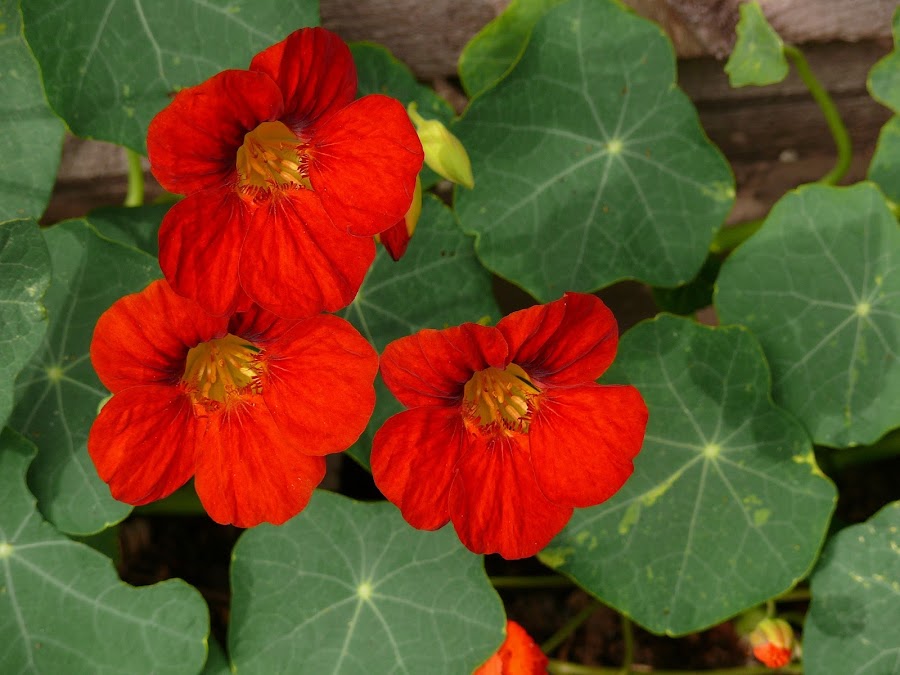 Capuchina o taco de reina: una planta muy noble que embellece nuestro jardín