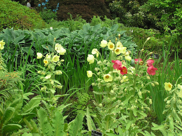 The Savill Garden mekonopsy