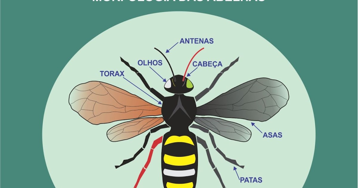 Bee News Guia para Iniciantes Morfologia das Abelhas