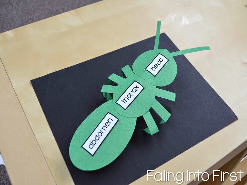 Falling Into First: Insect Investigations