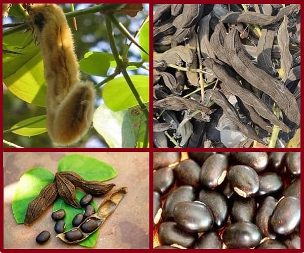 कौंच, केवांच या दाकुली एक उपयोगी जंगली औषधीय पौधा है, Kaunch or Velvet Bean a useful Medicinal Plant, Kaunch ki Sabji, Kaunch aushadhiya paudha