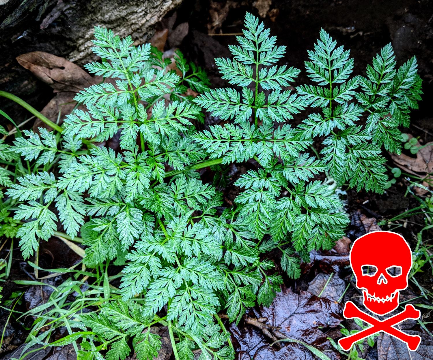The Foraged Foodie Identifying hemlock, deadly plant, by its leaves