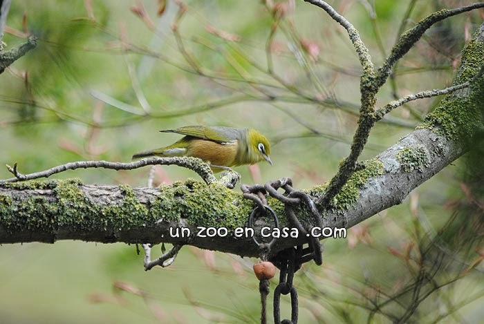 Zosterops lateralis