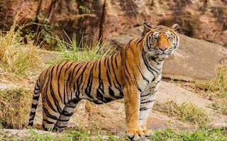 बाघ पर जानकारी ▷ some facts about tiger in hindi बाघ पर जानकारी ▷ some facts about tiger in hindi