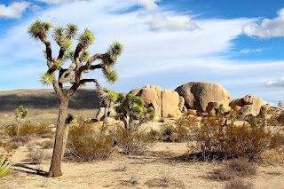 Joshua Tree National Park, California