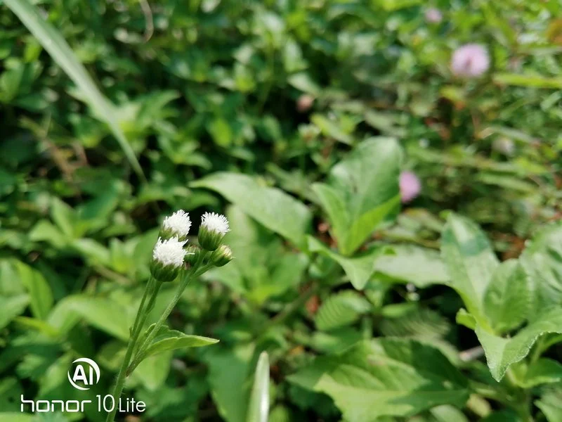 Hasil Foto Kamera Honor 10 Lite