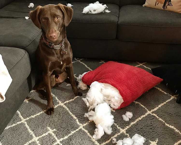 Stop Your Dog From Chewing Furniture Tips and Tricks