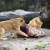 Zoológico mata a cuatro leones