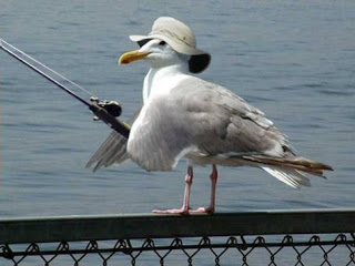 Seagull+Fishing.jpg