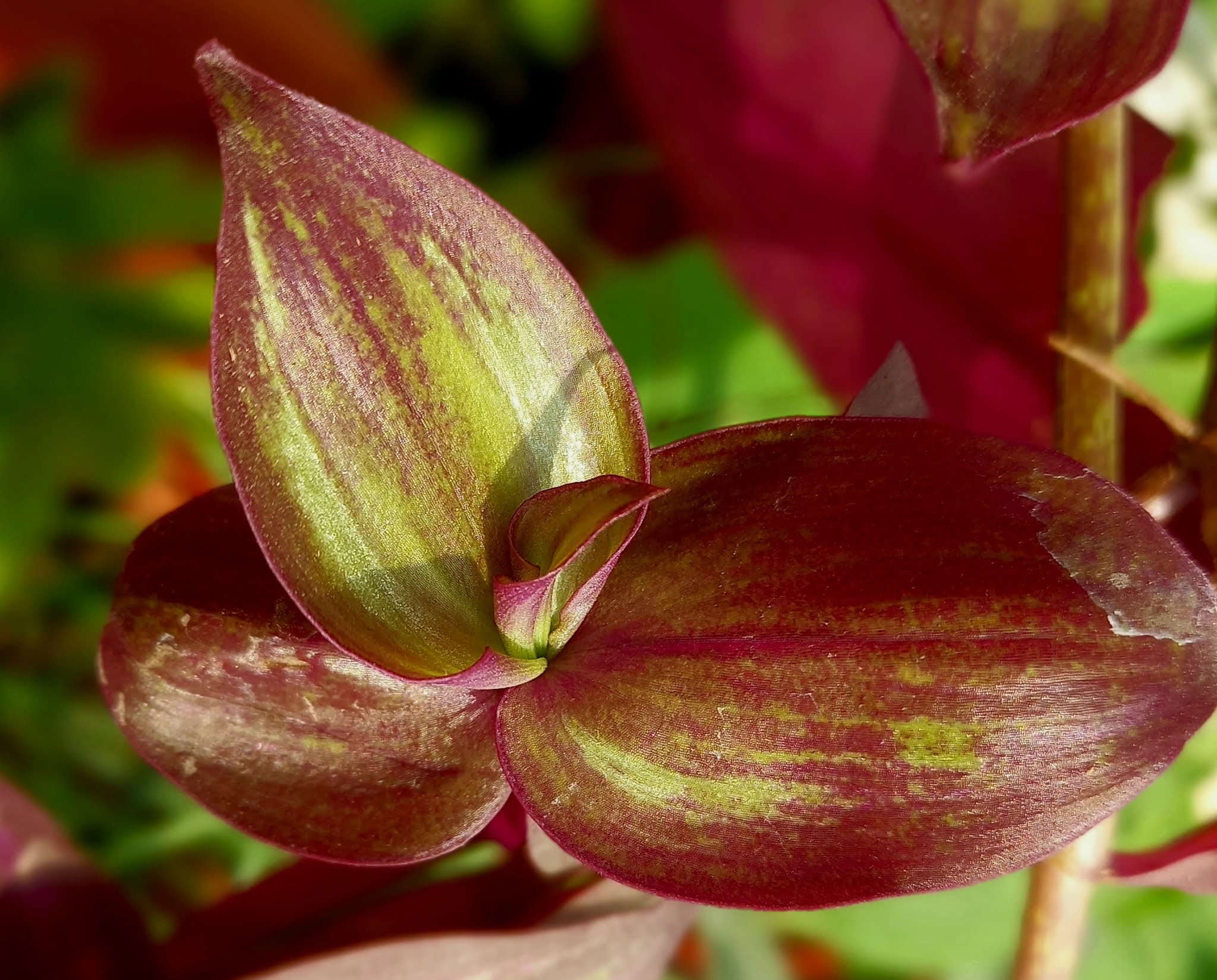 Wandering Jew HD Images