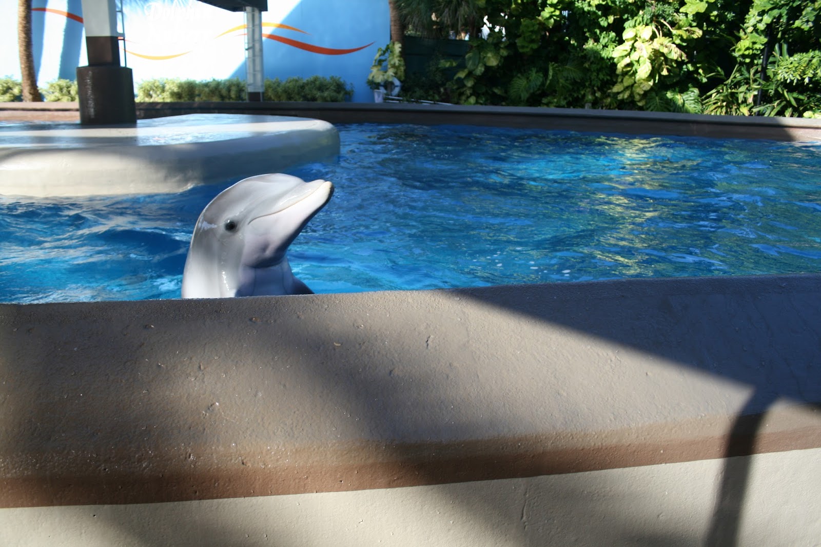 Amy's Creative Pursuits Our Visit to Sea World!