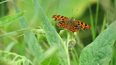 Comma Butterfly photo