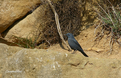 Roquero solitario (Monticola solitarius)