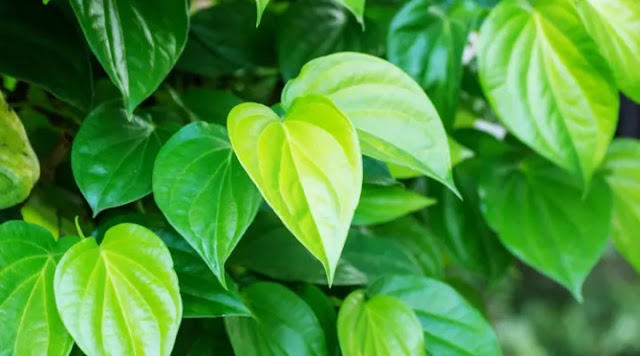 Daun Sirih