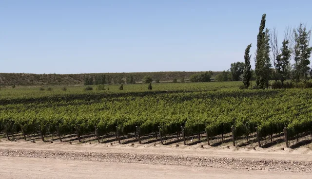 Bodega Budeguer vineyard near Mendoza Argentina