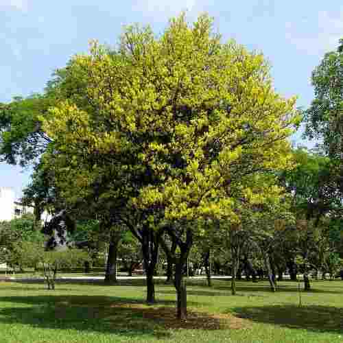 Por Que O Pau Brasil E Tao Valioso Aventuras No Conhecimento