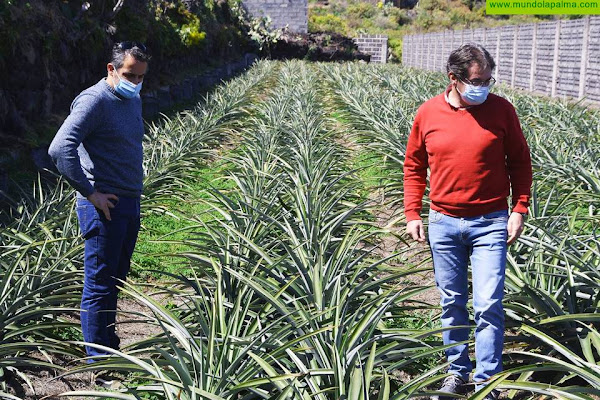 El Cabildo resalta la viabilidad del cultivo ecológico de la piña tropical en La Palma