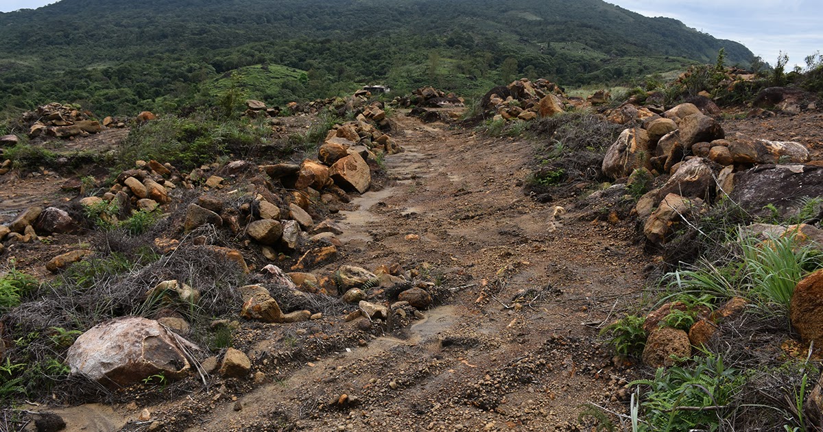 Need to stop deforestation Sri Lanka Guardian