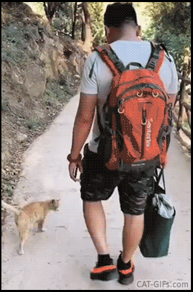 Cute Kitten GIF • You can't choose your cat, the cat chooses you! "Pet me and adopt me human..." Cute Kitten GIF • You can't choose your cat, the cat chooses you! "Pet me and adopt me human..."