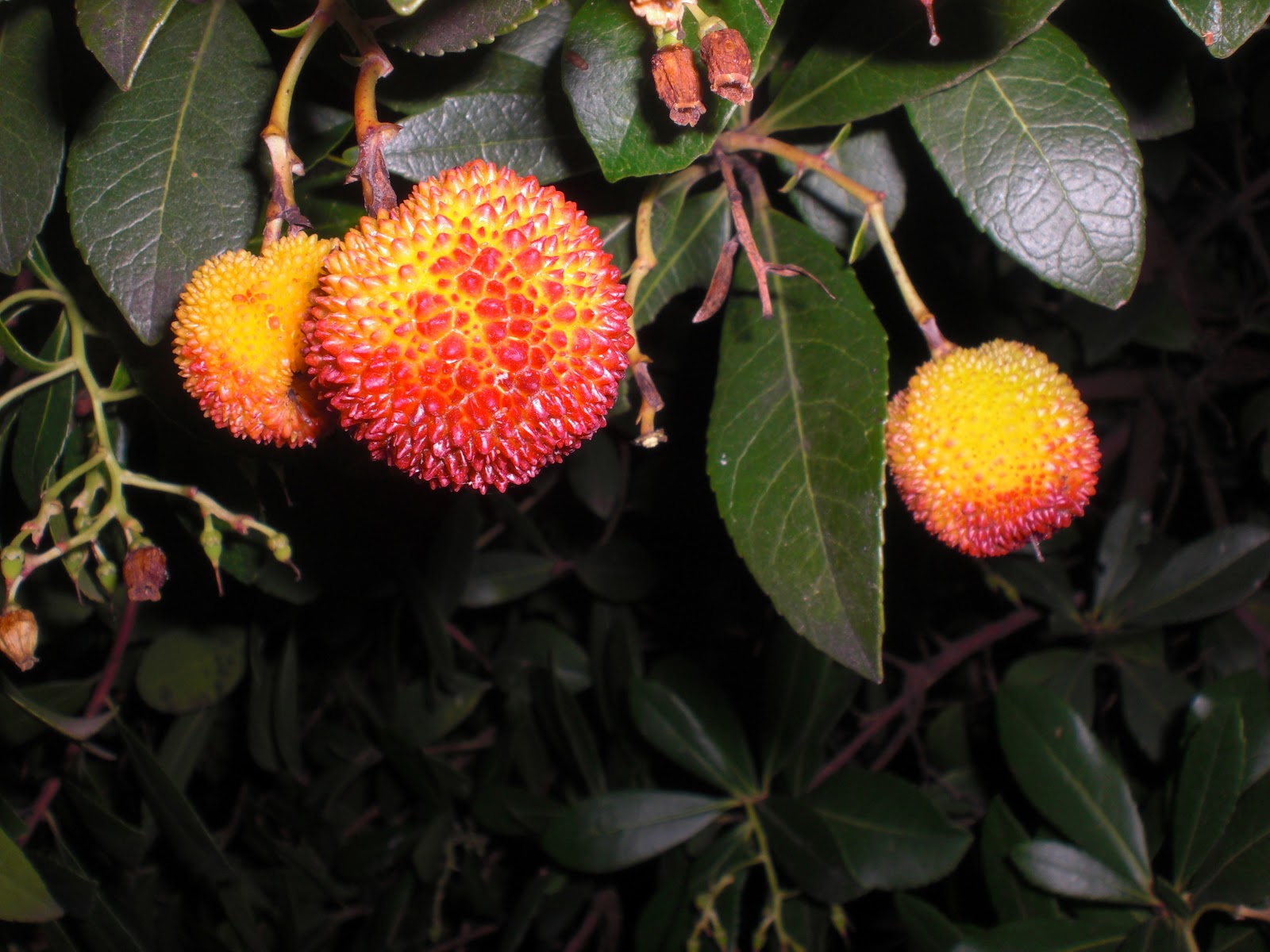 Perfumes y luces de Extremadura: Madroño. Arbutus unedo. Especial Navidad.