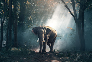 Perburuan gajah