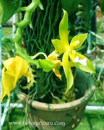 Phalaenopsis x valentinii