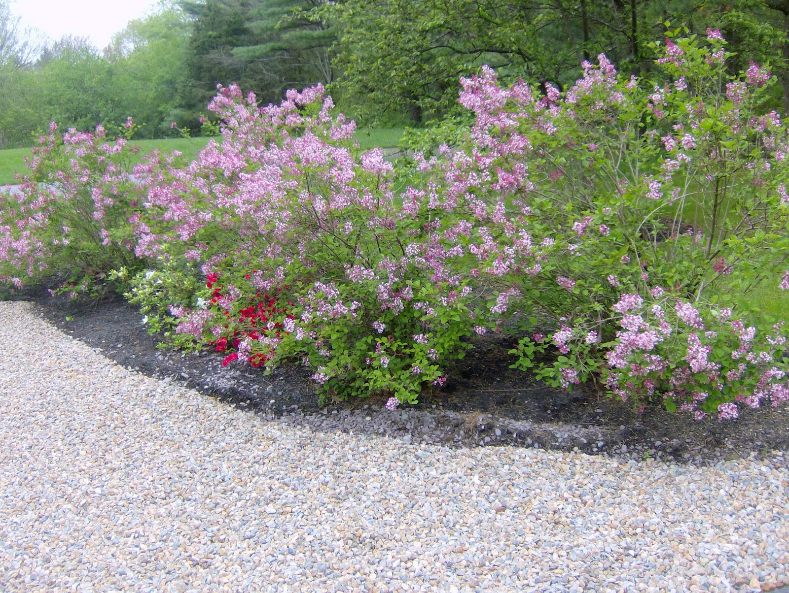 Life In The Cottonfields Easter Lilac And Roast Lamb