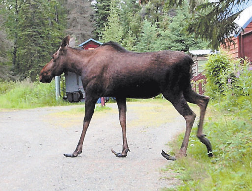 животные с копытами. нога лося. нога лося. нога лося. нога лося.