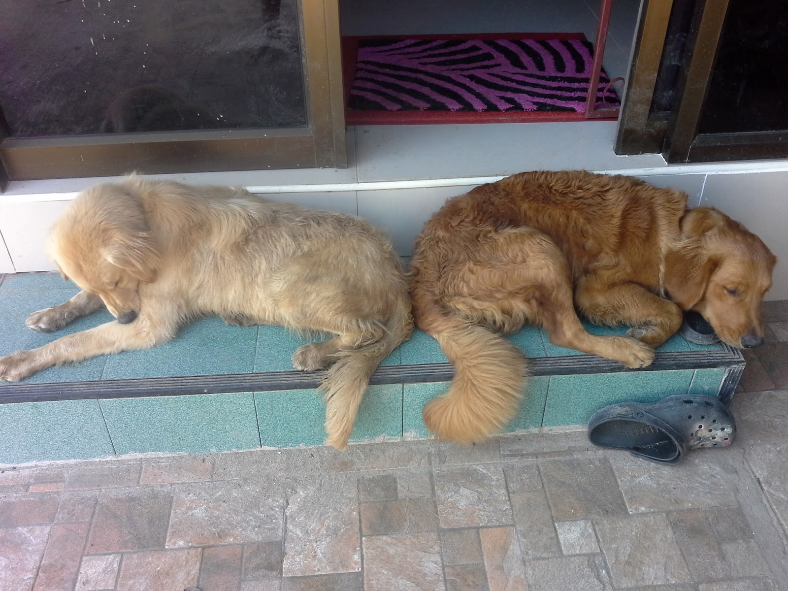 Mein Leben in Thailand Unsere Hunde