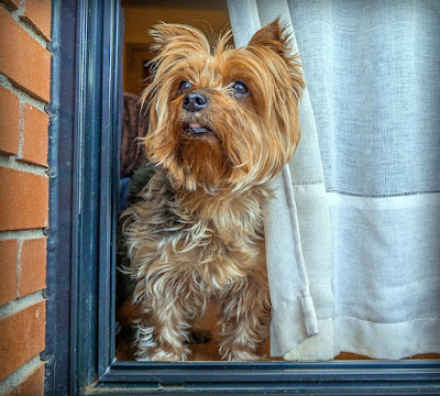 Dog Images Dog Images