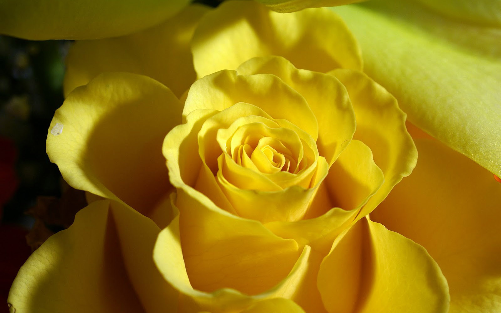 Yellow Rose Wallpaper Hd Download Free Yellow Rose Wallpapers Wallpaper Cave 1920x1080